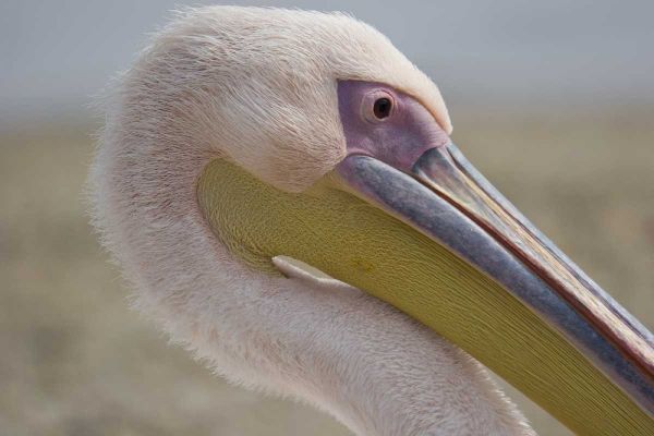 Greece, Mykonos Close-up of head of pink pelican